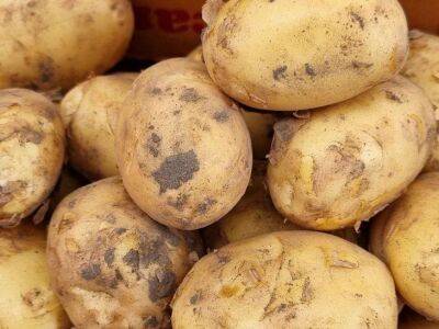 Как вырастить картофель «с кулак»: необычная подкормка для картошки - sadogorod.club