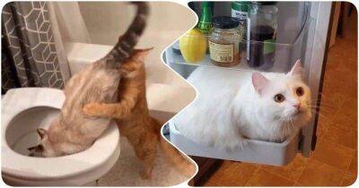 Забавные примеры того, что коты считают себя – высшими существами - mur.tv