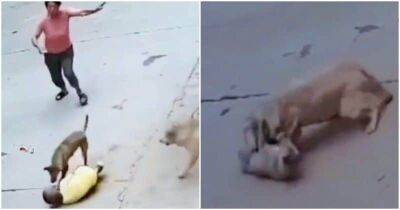 Храбрый пес спас своего маленького хозяина от нападения - mur.tv