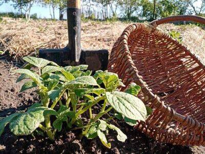 Какие сидераты можно выращивать после картофеля: урожай в следующем году заметно увеличится - sadogorod.club