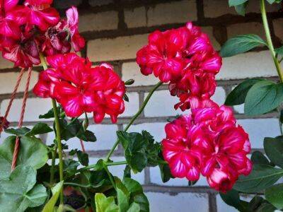 4 капризных комнатных растений, которые красивы только в цветочном магазине - sadogorod.club