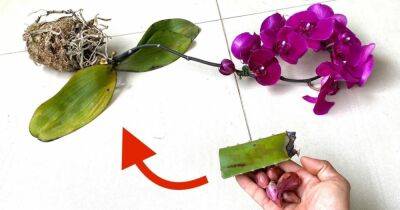 Орхидея начала погибать во время цветения? Этот простой способ спасет растение - cpykami.ru