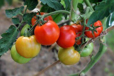 Раннеспелые сорта томатов для открытого грунта: их описания и характеристики - sadogorod.club