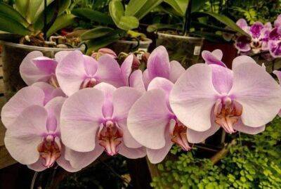 Что происходит в домах, где есть орхидеи: приметы - sadogorod.club