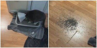 “Получай!”: кот отомстил хозяйке за “конус позора” - mur.tv