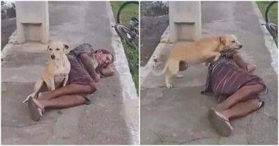 Бездомный преданный пес не дает в обиду своего хозяина - mur.tv