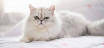Персидская кошка: характер и описание породы - mur.tv - Турция - Персия