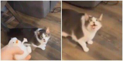 “Ведьма!”: хозяйка показала кошке фокус и сильно удивила её - mur.tv