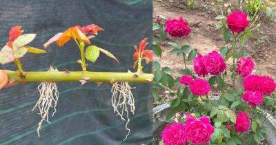 Эффективный способ размножения роз из черенков с помощью чеснока - lifehelper.one