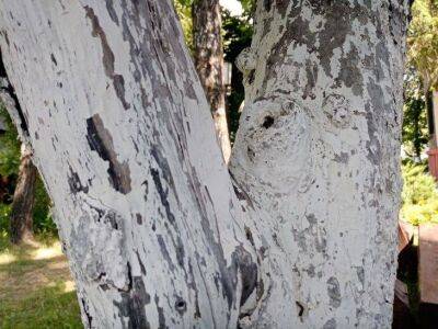 Что делать дачникам, которые не успели побелить деревья: совет от бывалых садоводов - sadogorod.club