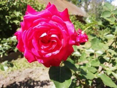 Анастасия Коврижных - С какими цветами не уживаются розы: этим растениям в розарии не место - sadogorod.club