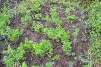 Как правильно посадить морковь, чтобы она быстро росла: советы дачникам - sadogorod.club