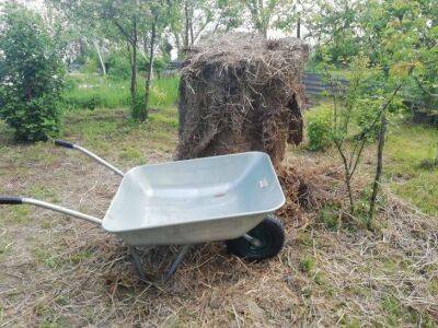 Как приготовить компост из опилок и что потом делать с таким удобрением: советы начинающим огородникам - sadogorod.club