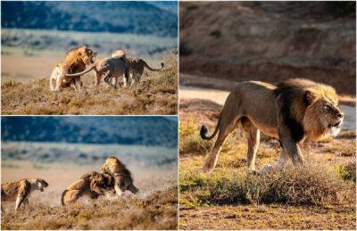 Льва-бродягу потрепали соперничающие большие кошки так как, как он подошел близко к их сестре - porosenka.net - Юар