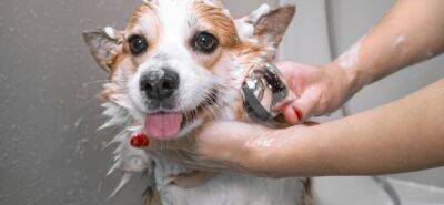 Как помыть собаку в домашних условиях - mur.tv