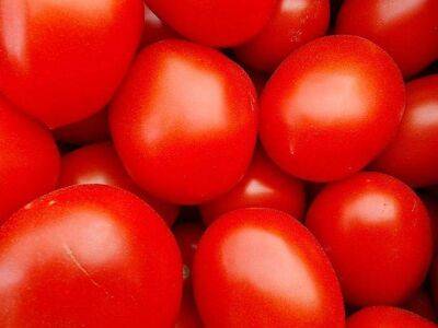 Чем «угостить» помидоры, чтобы они выросли сладкими: хитрость опытных огородников - sadogorod.club