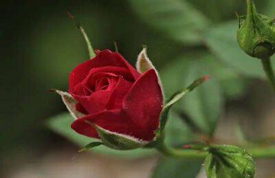 Чем подкормить розы на зиму: совет для крепкого здоровья и пышного цветения растений - sadogorod.club