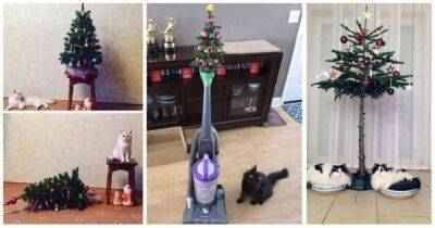 Кто кого: кошки против новогодних елок. Скоро в каждой квартире страны - lifehelper.one