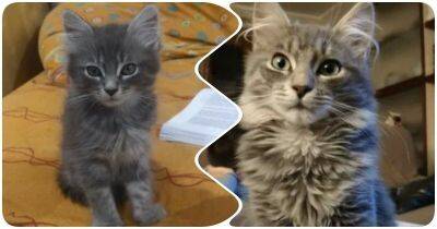 17 котиков, которые выросли и стали настоящими красавцами - mur.tv