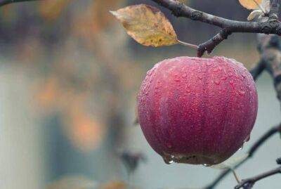 Что нужно сделать, чтобы яблоки не гнили на дереве: советы опытных садоводов - sadogorod.club