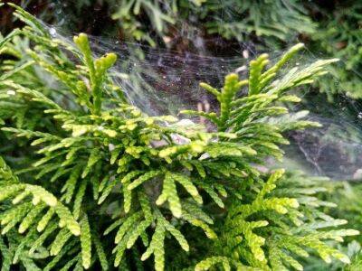 О чем забывают садоводы осенью при уходе за туей: три важных дела для зимовки вечнозеленых - sadogorod.club