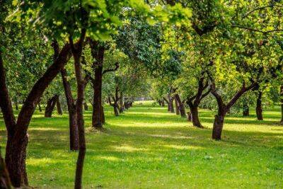 Как защитить стволы плодовых деревьев без побелки: 3 хитрых способа против ожогов и грызунов - sadogorod.club