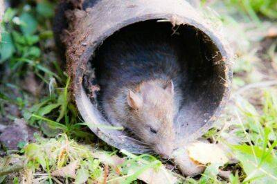 Как поступить с отравой для мышей, чтобы ее не съели домашние питомцы: простой лайфхак - sadogorod.club