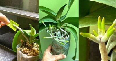 Орхидея отрастит много новых корней если регулярно обрабатывать ее полезным растением - lifehelper.one