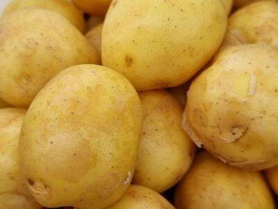 Зачем класть в горшки с цветами картошку: полезный прием от бывалых цветоводов - sadogorod.club
