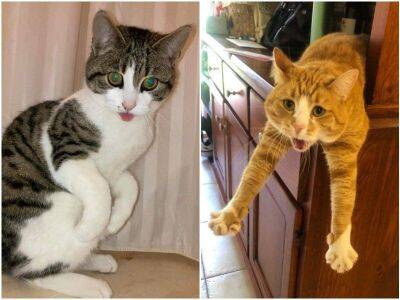 20 котов, которых поймали за странными и смешными занятиями - mur.tv