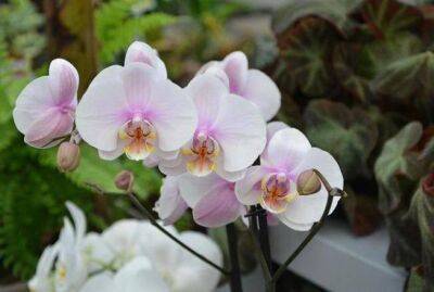 Как поливать орхидеи зимой: секрет, который поможет сохранить растение - sadogorod.club