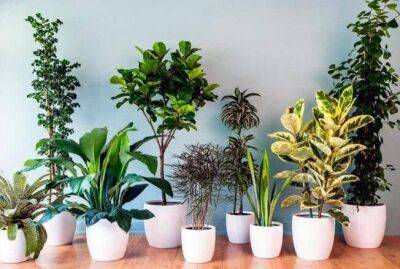 Пять натуральных удобрений для комнатных растений, которые есть на каждой кухне - sadogorod.club