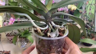 Секрет пышно цветущих орхидей — в шкурке банана. Ловкий трюк для здоровья орхидеи - lifehelper.one