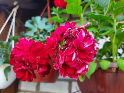 5 комнатных растений, которые не боятся сквозняков: живучие цветы, которые украсят дом - sadogorod.club