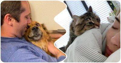Кошки и собаки, которые влюбленно смотрят на своих хозяев - mur.tv