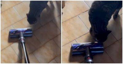 Хозяйка неожиданно для кота включила пылесос, чтобы посмотреть на его реакцию - mur.tv