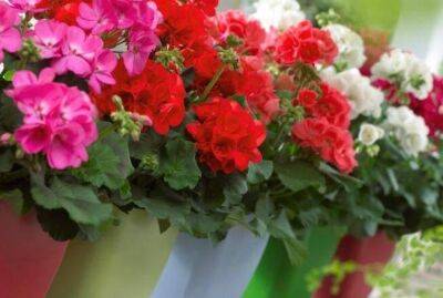 Три подкормки для герани, которые цветок просто обожает - sadogorod.club