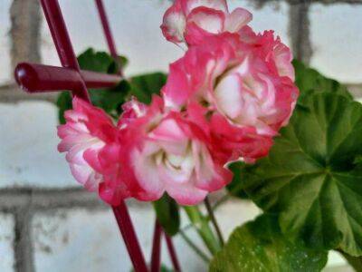 3 подкормки для герани, которые цветок просто обожает - sadogorod.club