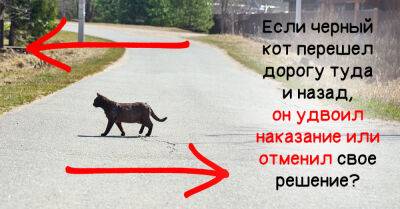 Как быть, если черный кот перешел дорогу туда и обратно - takprosto.cc