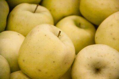 Как хранить картошку рядом с яблоками: секреты, о которых следует знать - sadogorod.club