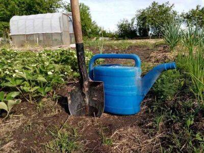 Хитрость с марганцовкой в саду и для комнатных растений: защита от вредителей и бурный рост - sadogorod.club