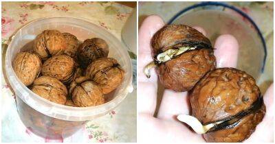 Дешёвый и эффективный способ прорастить любые орехи и получить саженец орехового дерева - cpykami.ru