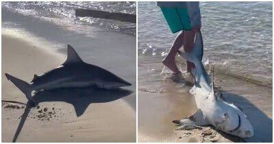 Неравнодушные люди, рискуя жизнью, спасли акулу - mur.tv