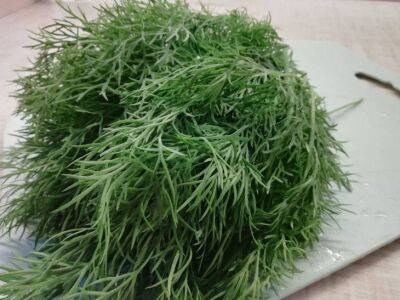 Выращиваем зеленый лук у себя дома: простой и действенный способ иметь под рукой свежую зелень - sadogorod.club