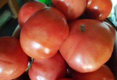 Невиданный урожай томатов обязательно вырастет, если закопать в землю все, что нужно: хитрость огородников - sadogorod.club