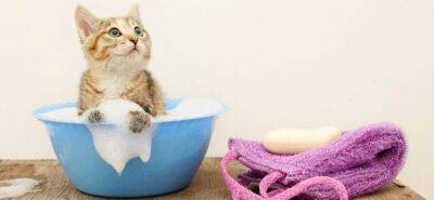 Как помыть кота в домашних условиях - mur.tv