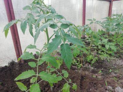 Как получить хороший урожай томатов: 6 советов от опытных агрономов - sadogorod.club