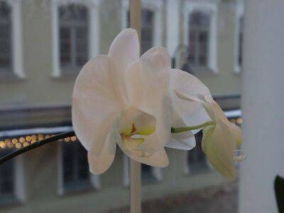 Что делать, если орхидея засыхает: экстренная помощь растению - sadogorod.club