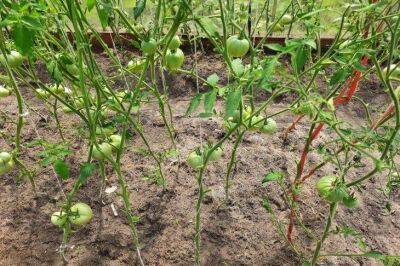 Почему у опытных огородников не поднимается рука выбрасывать ботву томатов: все способы применения - sadogorod.club