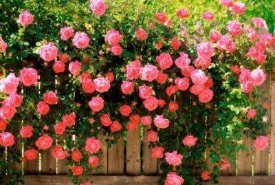 Плохие «соседи» для роз: что знающий цветовод никогда не посадит рядом - sadogorod.club